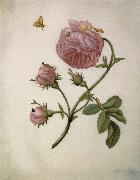 Bush Rose with Leafminer Moth,Larva,and Pupa Maria Sibylla Merian